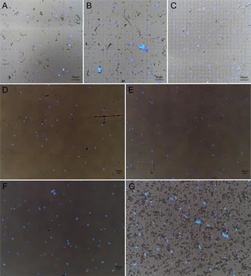 Mapping open chromatin by ATAC-seq in bread wheat